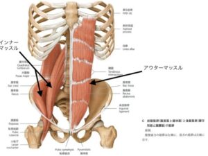 また骨盤を介して上半身と下半身を繋ぐ筋肉も複数存在します。
前面（おへそ側）では以下の筋肉がインナーマッスルとして付着しています。
・大腰筋
・腸骨筋
・腰方形筋
・梨状筋など

また後面（お尻側）では以下のインナーマッスルが付着しています。
・多裂筋
・仙棘筋（最長筋下部と腸肋筋）など

全ての筋肉が仙腸関節上を覆って付着しています。