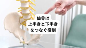 仙骨とは腰の中央にあり、背骨の一番下に在る三角形の形をした骨をさします。
この仙骨の上に、腰椎5個、胸椎12個、頚椎8個、その上に頭蓋骨が乗っています。
仙骨の横には骨盤（腸骨）が構成されており、股関節がそれにつながっています。

このように仙骨は体の中央に位置しており上半身と下半身をつなぐ重要な働きがあります。
この働きは仙骨が腸骨とともに仙腸関節という関節構造であることが関係しています。

仙骨は体の中央に位置します。
そのためこの仙骨(仙腸関節)が少しずれるだけでも、上肢下肢の末端にある部位は影響を受けてしまいます。
逆にどんな症状でも仙骨の歪みを修正するだけで不調が治るともいえます。