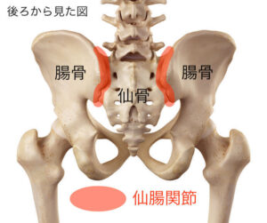 寛骨（腸骨、坐骨、恥骨の3つを併せた部位）と仙骨、尾骨を併せていわゆる骨盤といいます。
ちなみに骨盤と言う骨は存在しません。
先ほど述べた骨を併せた総称として骨盤と呼びます。

その骨盤の後面にある仙骨と腸骨とがほぼ隙間なく直接繋がっている部分を仙腸関節といいます。
背骨の一番下の仙骨を左右の腸骨で挟んでいる部位をさします。