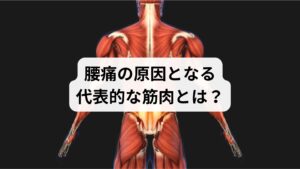 腰痛に関係する筋肉は、腰部だけでなく、骨盤・股関節・腹部・背部に広く分布しています。
以下は代表的な筋肉です:
【筋肉名/主な役割/腰痛との関係】
・腸腰筋/骨盤と太ももをつなぐ/座りすぎで硬くなり、腰を引っ張る
・多裂筋/背骨を安定させる深層筋/姿勢保持で疲労しやすく、慢性痛の原因に
・腰方形/筋体幹の側屈・安定/片側ばかり使うと痛みが出やすい
・大臀筋・中臀筋/骨盤の安定・歩行/筋力低下で腰に負担が集中
・腹横筋・腹直筋/体幹の安定・腹圧調整/弱いと腰椎が不安定になり痛みを誘発
これらの筋肉が硬くなったり、バランスを崩すことで、腰痛が慢性化しやすくなります。