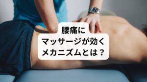 マッサージが腰痛に効果を発揮する理由は、以下の3つの生理的作用によるものです：

🔹筋肉の緊張緩和

筋繊維の硬直をほぐし、柔軟性を回復
特に脊柱起立筋・腰方形筋・大腰筋などが対象

🔹血流促進

血液循環を改善し、酸素と栄養の供給を促進
老廃物の排出が促され、炎症物質の滞留を防ぐ

🔹自律神経の調整

副交感神経が優位になり、痛みの感受性が低下
リラックス効果により、筋肉の緊張が自然に緩む

これらの作用により、筋・筋膜性腰痛やストレス性腰痛には特に有効とされています。