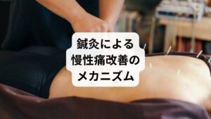 鍼灸は東洋医学の代表的な治療法であり、慢性痛改善に高い効果が期待されています。

血流改善：鍼刺激により血管が拡張し、酸素や栄養が組織に行き渡ります。
自律神経の調整：交感神経と副交感神経のバランスを整え、痛みの感受性を下げます。
内因性鎮痛物質の分泌：エンドルフィンなどの自然な鎮痛物質が分泌され、痛みを和らげます。

特に肩こりや腰痛など、筋肉の緊張が原因となる慢性痛に有効であり、薬に頼らず自然な改善を目指せる点が魅力です。