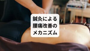 鍼灸は、東洋医学に基づく自然療法であり、腰痛に対して以下のような作用があります:
深層筋の緊張緩和:鍼が筋膜やトリガーポイントに直接作用
血流改善:患部の循環を促進し、自然治癒力を高める
神経系への調整:痛みの伝達を抑え、エンドルフィンの分泌を促す
自律神経の安定化:ストレス性腰痛にも対応可能
代表的なツボには、**委中(いちゅう)、腰腿点(ようたいてん)、環跳(かんちょう)**などがあり、急性・慢性どちらの腰痛にも適応できます。