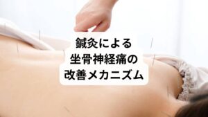 鍼灸は、坐骨神経痛の根本原因に対して内側から働きかける治療法です。
深層筋の緊張を緩める:梨状筋や大腰筋など、神経を圧迫している筋肉に直接アプローチ
血流改善:酸素と栄養を供給し、炎症を鎮める
自律神経の調整:交感神経の過緊張を抑え、痛みの感受性を下げる
鎮痛物質の分泌促進:エンドルフィンやセロトニンの分泌を促す
使用される代表的なツボには、環跳・委中・承山・腰腿点などがあり、神経の走行に沿って施術が行われます。