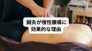 鍼灸は「ツボ」を刺激することで血流を改善し、筋肉の緊張を緩和します。
血流促進:滞った血流を改善し、痛みの原因物質を排出。
筋肉の緊張緩和:深部の筋肉に直接作用し、ストレッチでは届きにくい部分をケア。
自律神経の調整:ストレス性の腰痛にも効果的。
「慢性腰痛の鍼灸」「腰痛に対する東洋医学」といったキーワードは、自然療法を求める人に人気です。