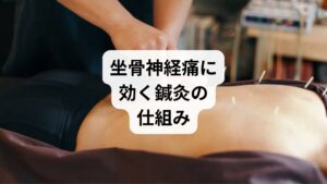 鍼灸は、坐骨神経痛の原因に対して体の内側から働きかける治療法です。

ツボ刺激で内臓機能を整える（腎兪・大腸兪など）
血流改善で筋肉の緊張を緩和
自律神経調整で痛みの感受性を軽減

薬では届かない深部に作用できる点が鍼灸の強みです。