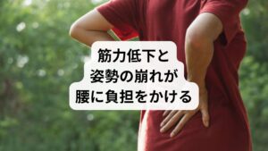 50代になると、腹筋・背筋などの**体幹の深部筋(インナーマッスル)**が徐々に弱まり、骨盤や背骨を支える力が不足します。
骨盤が前傾・後傾してアンバランスな状態に
猫背・反り腰・脚を組む癖など、日常の姿勢の乱れが腰に負荷を集中
長時間の座位や運動不足が筋力低下を加速
結果として、腰部の慢性疲労・炎症・筋膜の癒着が起こり、痛みが慢性化します。