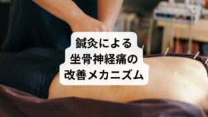 鍼灸は、坐骨神経痛の原因に対して深層から働きかける治療法です。

筋肉の緊張を緩める：梨状筋や大腰筋など、神経を圧迫している深部筋にアプローチ
血流改善：局所の循環を促進し、炎症や酸欠状態を緩和
自律神経の調整：交感神経の過緊張を抑え、痛みの感受性を低下
鎮痛物質の分泌促進：エンドルフィンやセロトニンの分泌を促す

使用される代表的なツボには、環跳・委中・承山・殷門などがあり、神経の走行に沿って施術が行われます。