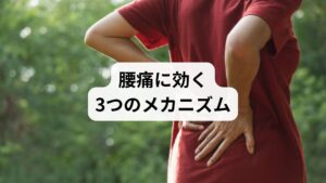 ストレッチポールは、ポリエチレンやEVA樹脂でできた円柱状のエクササイズ器具で、主に以下の3つのメカニズムで腰痛改善に効果を発揮します：

姿勢リセット効果：背骨の自然なカーブを取り戻し、骨盤の前傾・後傾を整える
深層筋リラクゼーション効果：脊柱起立筋・腰方形筋など、腰部の深層筋をゆるめる
インナーマッスル活性化：腹横筋・多裂筋など、腰を支える体幹筋を刺激し安定性を高める

これらの効果により、腰痛の根本原因である筋肉の緊張・骨格の歪み・姿勢のクセにアプローチできます。