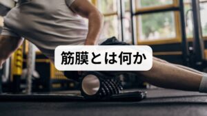 筋膜は筋肉を包む結合組織で、連続したネットワークとして全身に張り巡らされています。筋膜の癒着や硬化は可動域制限、疼痛、循環不良、姿勢不良の原因となります。筋膜リリースの効果は局所の柔軟性回復、疼痛軽減、運動パフォーマンスの向上、回復促進など多面的です。自己流で強く押しすぎると炎症を招くため、安全な方法を守ることが重要です。